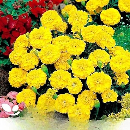 French Marigold Double 'Honey Moon' -350 Seeds (Tagetes patula) + Plant tag + Freebie