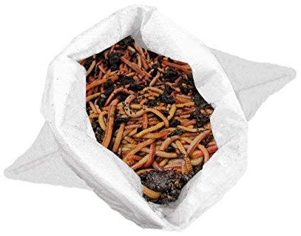 0,5 kg di vermi di compostaggio (min. 500 pezzi) | lombrichi, vermi da giardino, Eisenia Mix vivi per compost, giardino, compostiera per vermi, cassetta, aiuola rialzata