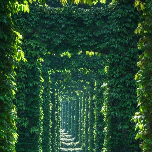 acquistare semi di vite selvatica, crescita rapida Semi di vite americana - resistenti per il giardino regali per giardinieri verdi 50pcs