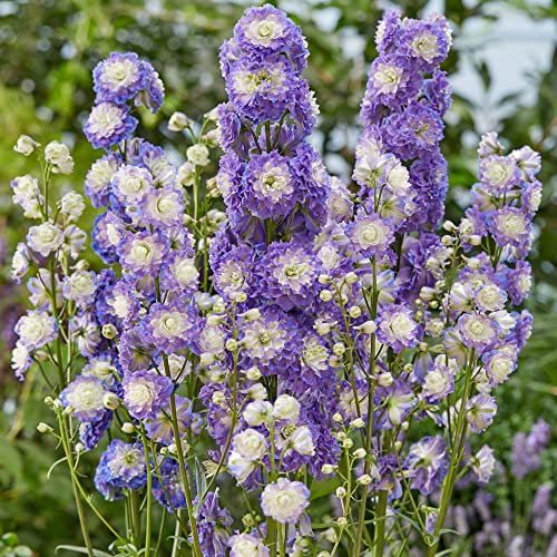 Delphinium Highlander Bolero - Larkspur | Outdoor Perennial Plants Garden Ready (15-25cm Incl. Pot)