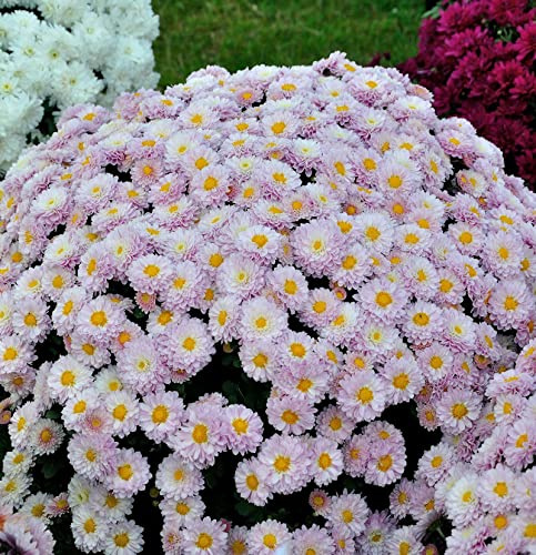 Winteraster Julia - Chrysanthemum hortorum - lebende Gartenpflanze aus den Baumschulen