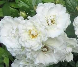 Rosa 'The Fairy White' / Rosier Couvre-sol 'The Fairy Blanc' / Godet