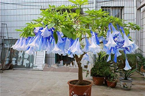 Brugmansia Semi, Brugmansia Nano Angelo Trombe Bonsai Semi di Fiori, RARA Pianta in Vaso per la casa giardino 15, 100 Stück