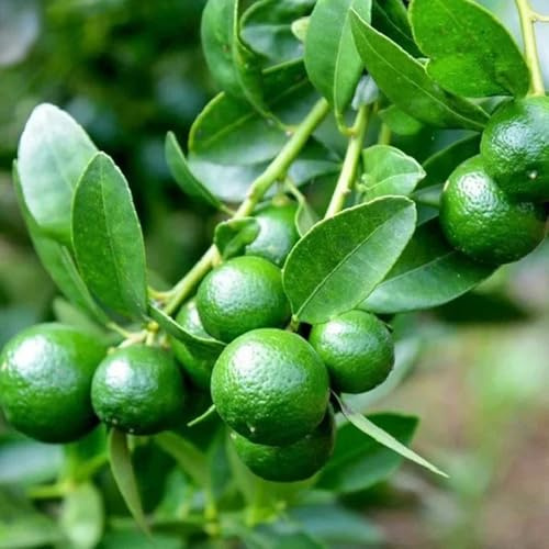 kumquat obstsamen dachbegrünung spalierobst zwergobstbäume obstbäume kaufen balkongarten balkonpflanzen pflanzensamen steingartenpflanzen bonsai topf topfpflanzen draußen winterhart 50samen