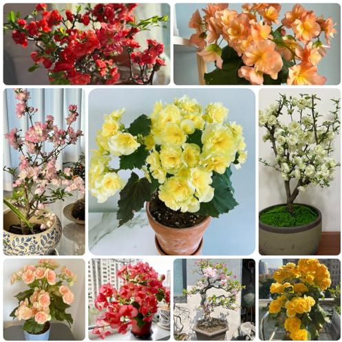 begonien zimmerpflanzen, bodendecker winterhart mehrjährig begonien blumensamen, blumenwiese kletterpflanzen winterhart bio 35samen
