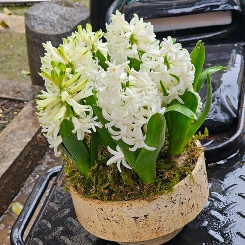 Hyazinthen, blumenzwiebeln frühblüher Hyacinthus orientalis, garten gartendeko für draußen frühlingsblumen 2Zwiebeln
