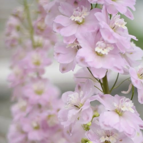 rittersporn blumenwiesensaat sommerblumen exotische zimmerpflanzen wildblumen balkonblumen bonsai topf biosaatgut blumendeko blumenstauden winterhart schnittblumen dekopflanze 125samen