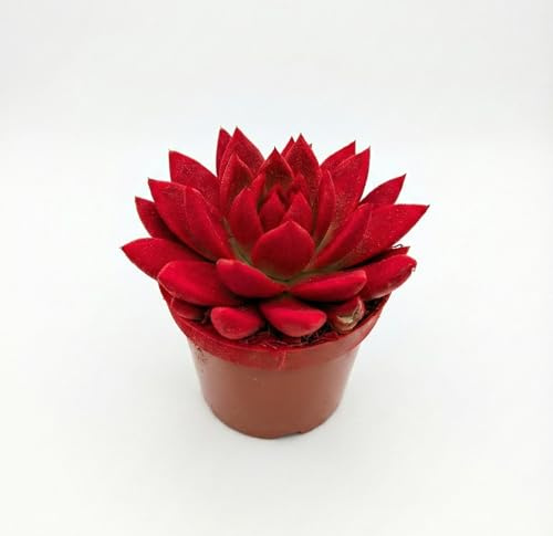 Echeveria Roja en maceta 8 cm | Suculenta Suculenta Decorativa de Interior, Idea Regalo y Decoración Hogar y Oficina