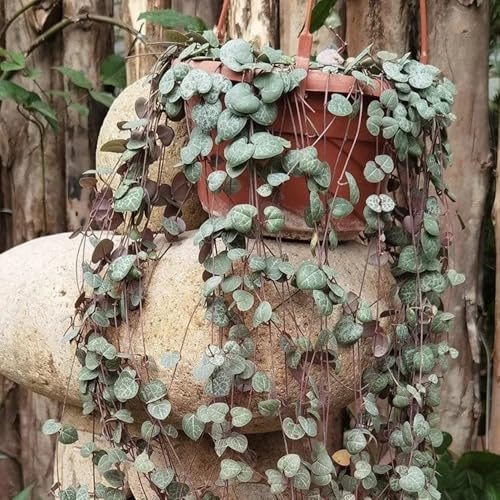 leuchterblume hängend seltene hochbeet, ceropegia woodii, winterharte kübelpflanzen steingartenpflanzen 200samen