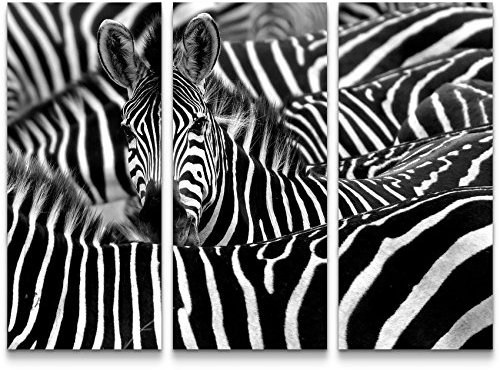 Paul Sinus Art Leinwandbilder | Bilder Leinwand 130x90cm Zebra in Seiner Herde