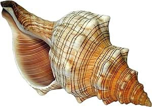 Kaltner Präsente Große Fasciolaria Trapezium Muschel 13–14 cm – Echte Trapez Bandschnecke – Maritime Dekoration, Badezimmer Deko, Aquarium Zubehör, Strandhaus Stil, Geschenk für Meerliebhaber
