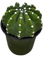 DENUDATUM Cactus Vivo Ideal Para Iniciarse en la Jardinería
