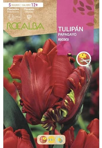 Peyca Bulbo de flor variedad Tulipan papagayo rococo 5 unidades - Rocalba