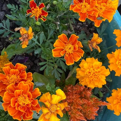 semi di tagete - interni semi balcone con parterre primavera giardino interni resistenti