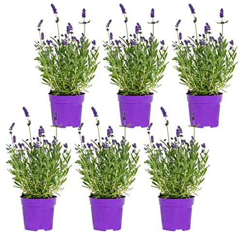 Bloomique - Lot de 6 - Lavandula Angustifolia – Lavande – Plantes de jardin – Rustique – 15-20 cm de haut – Pot 10,5 cm