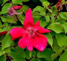 Rosa chinensis 'Sanguinea' / Rosier de Chine rouge/Godet