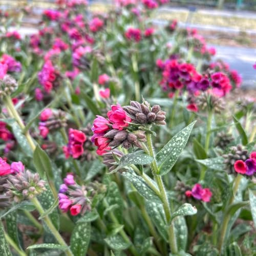 LungenkrautSamen, Pulmonaria, stauden winterhart mehrjährig blumenwiese garten gartenpflanzen steingartenpflanzen 550Samen