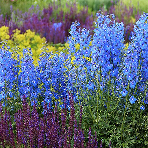 rittersporn balkonpflanzen frühling frühlingsblumen balkonpflanze blumenwiese herbstaussaat mehrjährig blumenstauden winterhart blumendeko blumensaat bonsai topf exotische 400samen