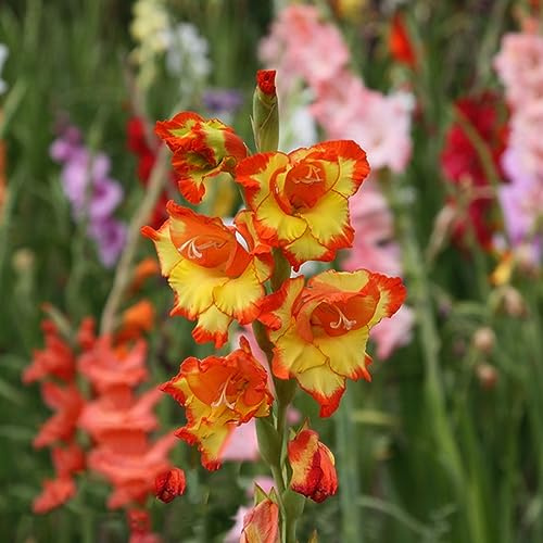 16bulbos de gladiolos Cubresuelos resistentes raros primaveral decoración