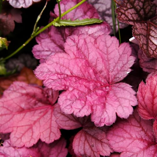 Purpurglöckchen - Heuchera balkonpflanzen frühling wildkräuter pflanztöpfe schattenpflanzen garten winterhart blumenbeet balkon hochbeete für garten pflanzensamen exotisch kräutersamen 45samen