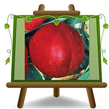 EURO PLANTS VIVAI Pêcher Nectarines à pulpe blanc Caldesi 2000 plante fruitière en pot 26 cm hauteur maximale 180 cm - Âge 4 ans