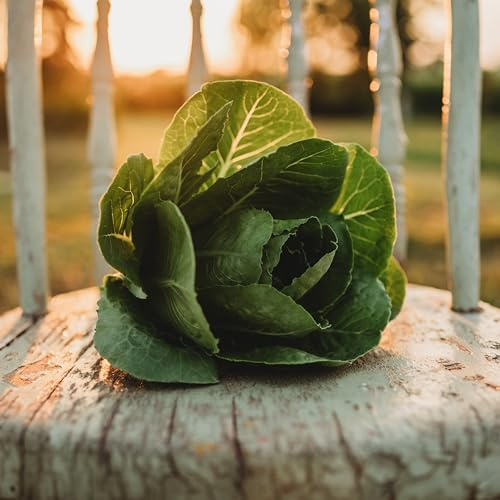 Little Caesar Mini Romaine Lettuce - 500 Seeds - Crunchy & Flavorful Baby Romaine Lettuce, Great for Containers, Non-GMO Heirloom Lettuce Seeds for Planting in The Home Garden, Thresh Seed Company