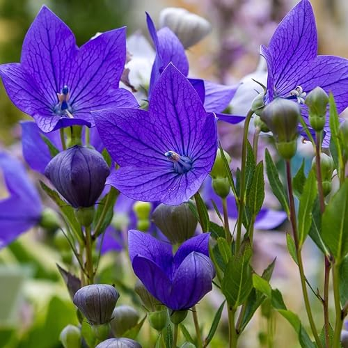 150 Samen von Glockenblume, groß blühend (Platycodon grandiflorus azul), chinesische Glocke