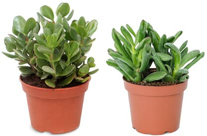 DECOALIVE Duo de Plantas Suculentas: Planta de Jade y Crassula Hobbit, 8436601570505