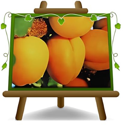 EURO PLANTS VIVAI Albicocco Perla su Vaso: ø 26 cm. Pianta da Frutto *Altezza: 180~200 cm. - Età 4 Anni