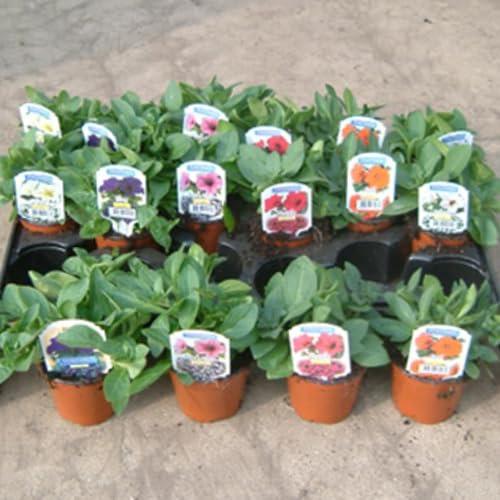 3 x Petunia Plant - Hanging Basket Plants Outdoor Garden Ready in 9cm Pots, Surfinia Make Good Hanging Plant, These are not Plug Plants. (3, Mixed Colours)