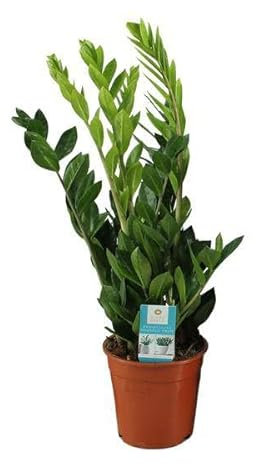 Zamioculcas Zamiifolia, diamètre : 17 cm, 65 cm