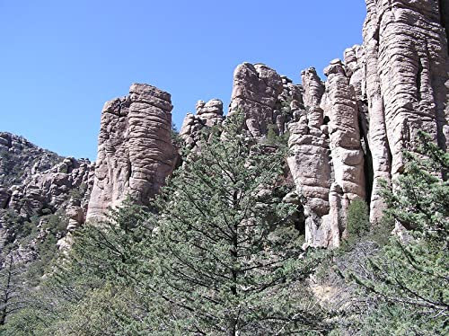 30 grani di cipresso d'Arizona, Cupressus arizonica, cipresso bleu