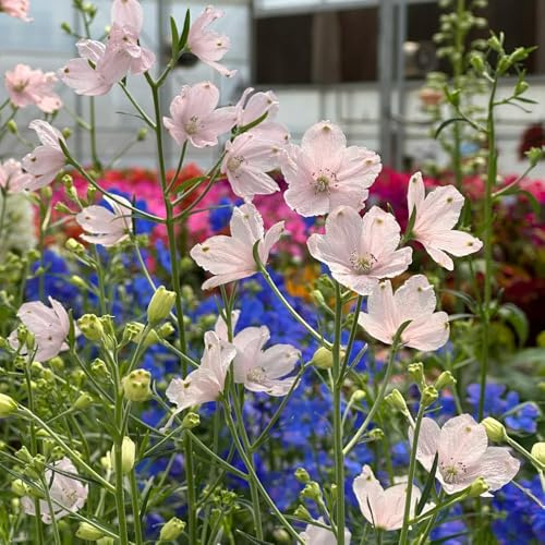 Semi di speronella - esotiche, resistenti varietà antiche biologici balcone perenni giardino 600pcs