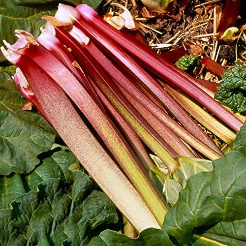 Rhubarb Plant 'Victoria' - Hardy Perennial Vegetable for Beds, Borders & Containers - Grow Your Own Sweet-Tart Red & Green Stalks for Crumbles & Pies - Outdoor Garden Ready, 9cm Pot