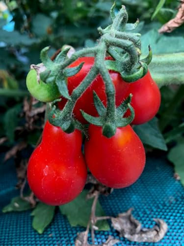 Graines Tomate poire rouge - sachet d'environ 60 graines - Solanum/lycopersicum/Solanaceae - Graines de style