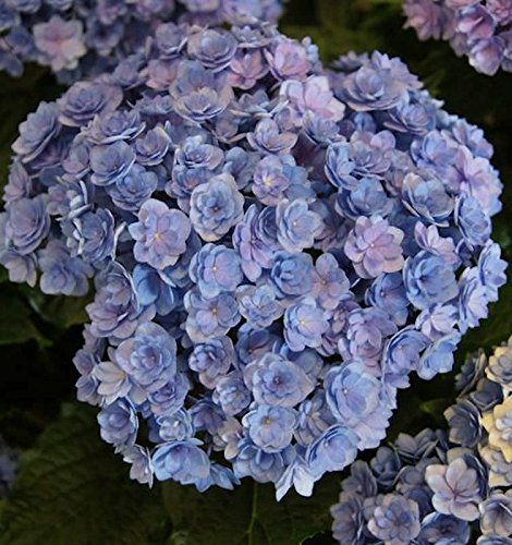 Bauernhortensie You&Me Together 30-40cm - Hydrangea macrophylla - lebende Gartenpflanze aus den Baumschulen