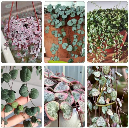 leuchterblume steingartenpflanzen winterhart dachbegrünung pflanzendeko kräutersamen pflanzensamen heilkräuter kräutergarten topfpflanzen draußen winterhart kräuterpflanzen winterharte 300samen