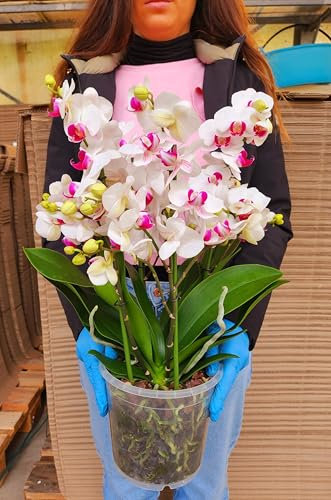 POWERS TO FLOWERS - ORCHIDEA PHALAENOPSIS EXTRA BIANCO CON OCCHIO, VASO 19CM DIAMETRO!!! pianta vera