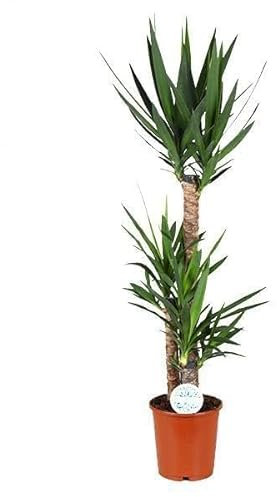 Yucca - 115-125cm - Ø24cm - Pianta d'appartamento - Sempreverde