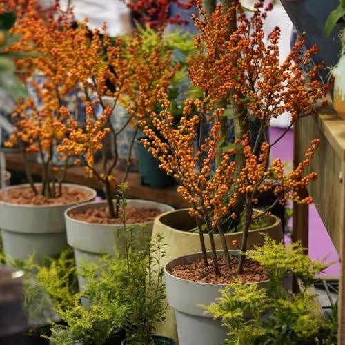 semi di agrifoglio, rampicanti resistenti da appartamento veri, biologici vecchie varietà, giardino resistenti 200pcs