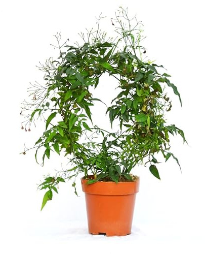 Planta Aromática y Natural - Jazmín - Jasminum Officinale