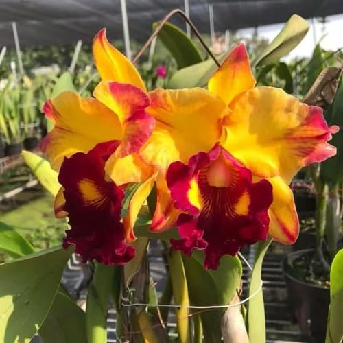 Cattleya indoor kräutergarten kräutersamen gartenkräuter pflanzensamen exotisch balkon garten blumendeko wildkräuter winterharte stauden für pralle sonne kräuterpflanzen blumensaat 350samen