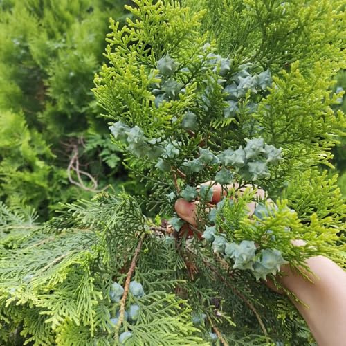 cipresso semi resistenti, cipresso colonnare, mini giardino, vero di esotiche resistenti biologici antiche varietà, 500pcs