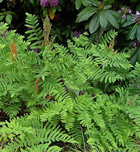 Königsfarn - großer Topf - Osmunda regalis