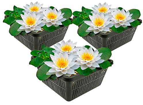 vdvelde.com - Weiße Seerose - 3 Pflanzen - Nymphaea Alba - - Kombi-Set- 3 Pflanzen- Platzierung: -10 bis -100 cm
