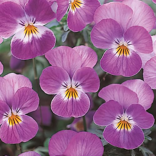 Viola 'Ice Babies Rose Face'. 7cm Plant x 3. Winter flowering bedding plants for hanging baskets. Bedwen Plants Online Garden Centre.