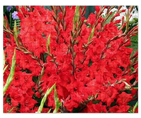 CafePress Red Gladiolus Flowers Large Puzzle, 520 pcs.