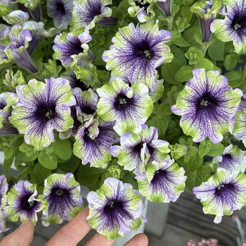 semillas de petunia - resistentes jardín perennes 450pcs
