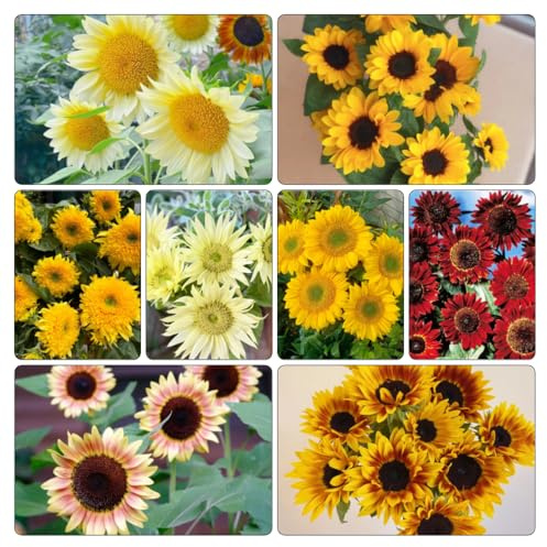 Sonnenblumen,sonnenblume balkongarten topfpflanzen deko büro garten gartendeko für draußen zimmerpflanze bodendecker stauden schnittblumen hochbeet exotische zimmerpflanzen seltene 300samen