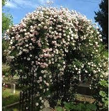 Ma Cherie Roses- Cecille Brunner Climbing Rose Live Plant, 2 Quart Pot, Rose Bushes Ready to Plant, Live Outdoor Plants, Pink Climbing Rose, Plant Gifts, Live Plants Outdoor, Roses Live Plants.